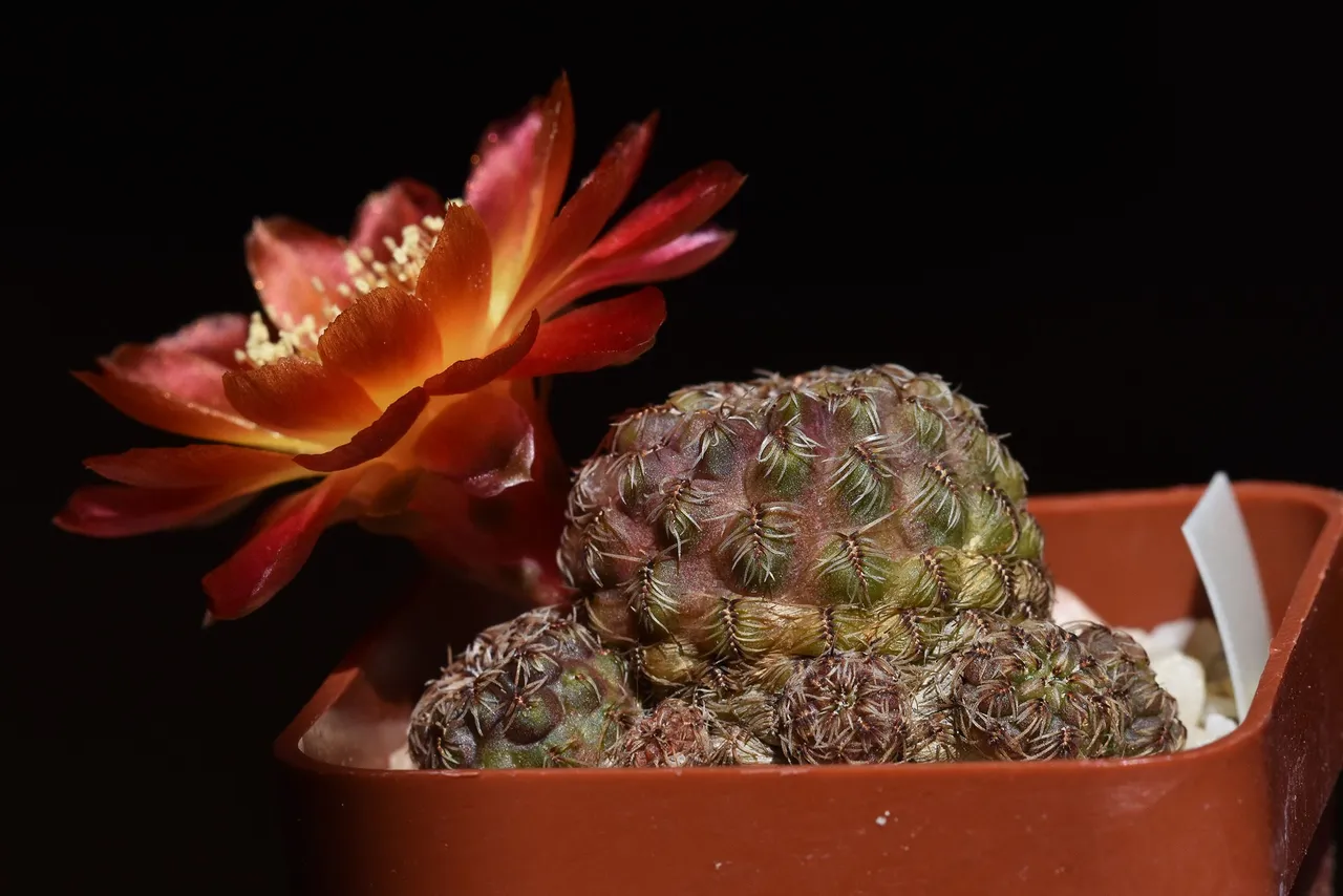 Sulcorebutia Canigueralii 2021 2.jpg