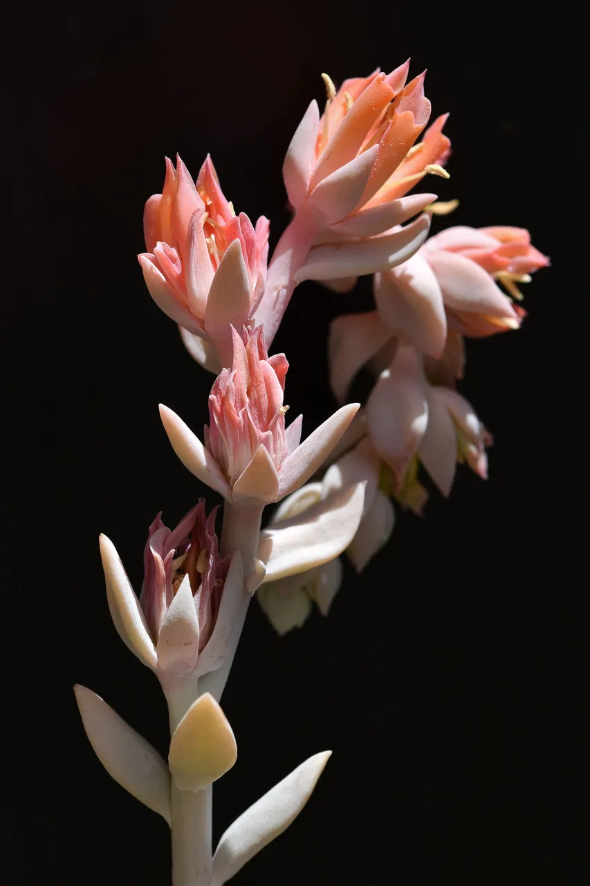 Echeveria runyonii topsy turvy 2022 flowers 1.jpg