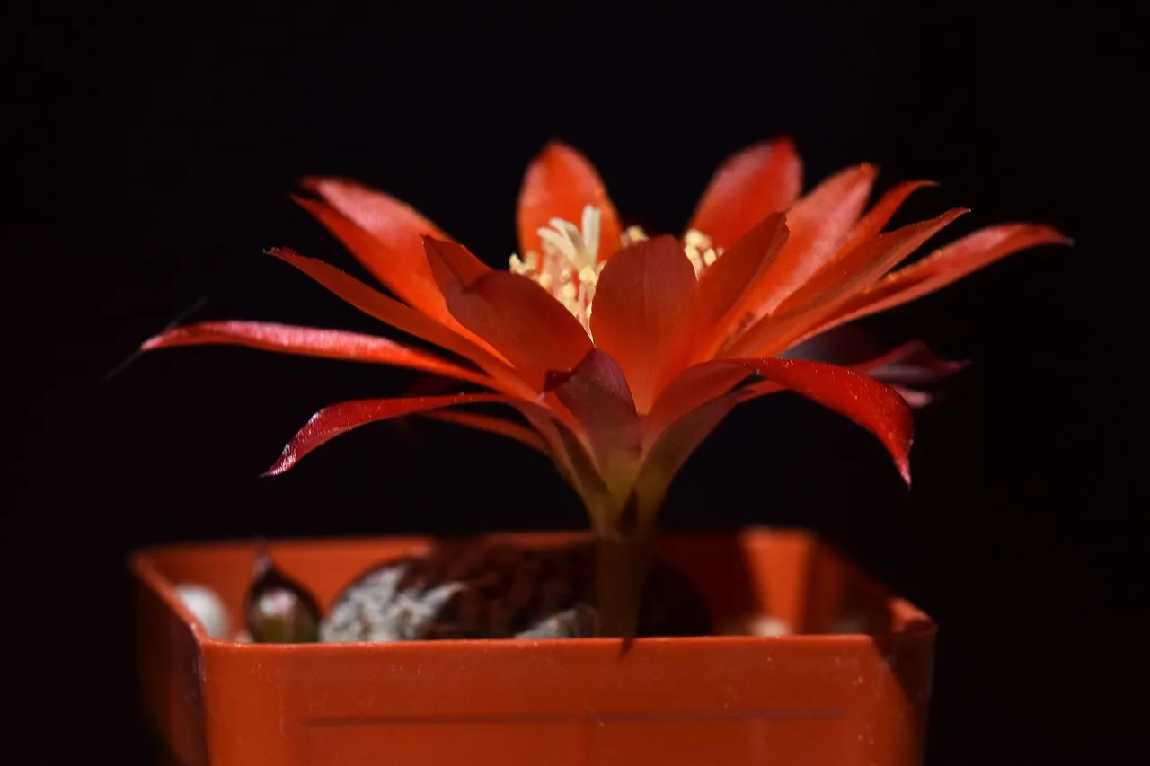 Aylostera heliosa var. condorensis flower 2021 5.jpg