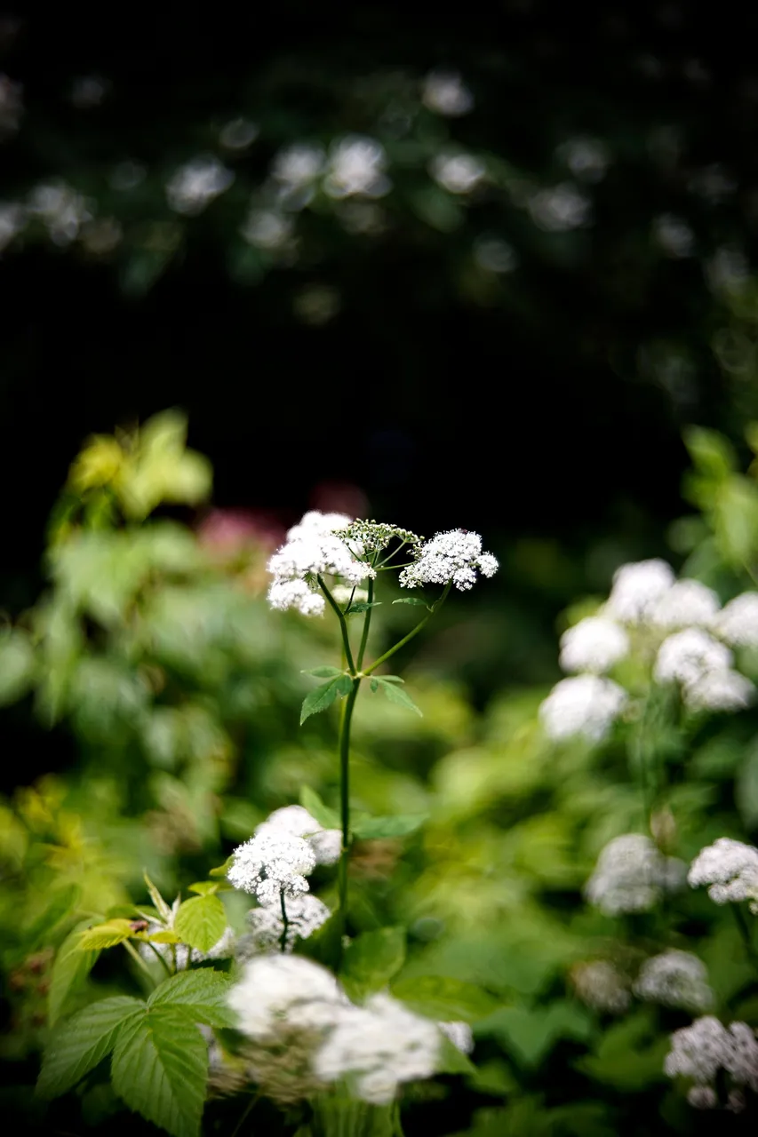 bee crab spider garden 2.jpg