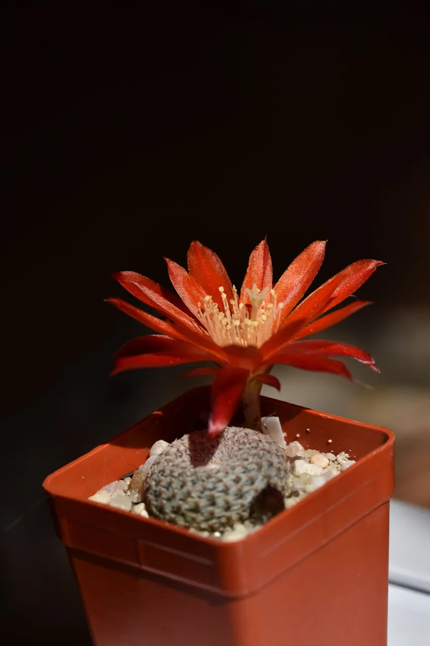Aylostera heliosa var. condorensis flower 2021 2.jpg
