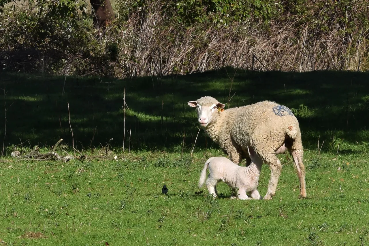 sheep countryside pt 6.jpg