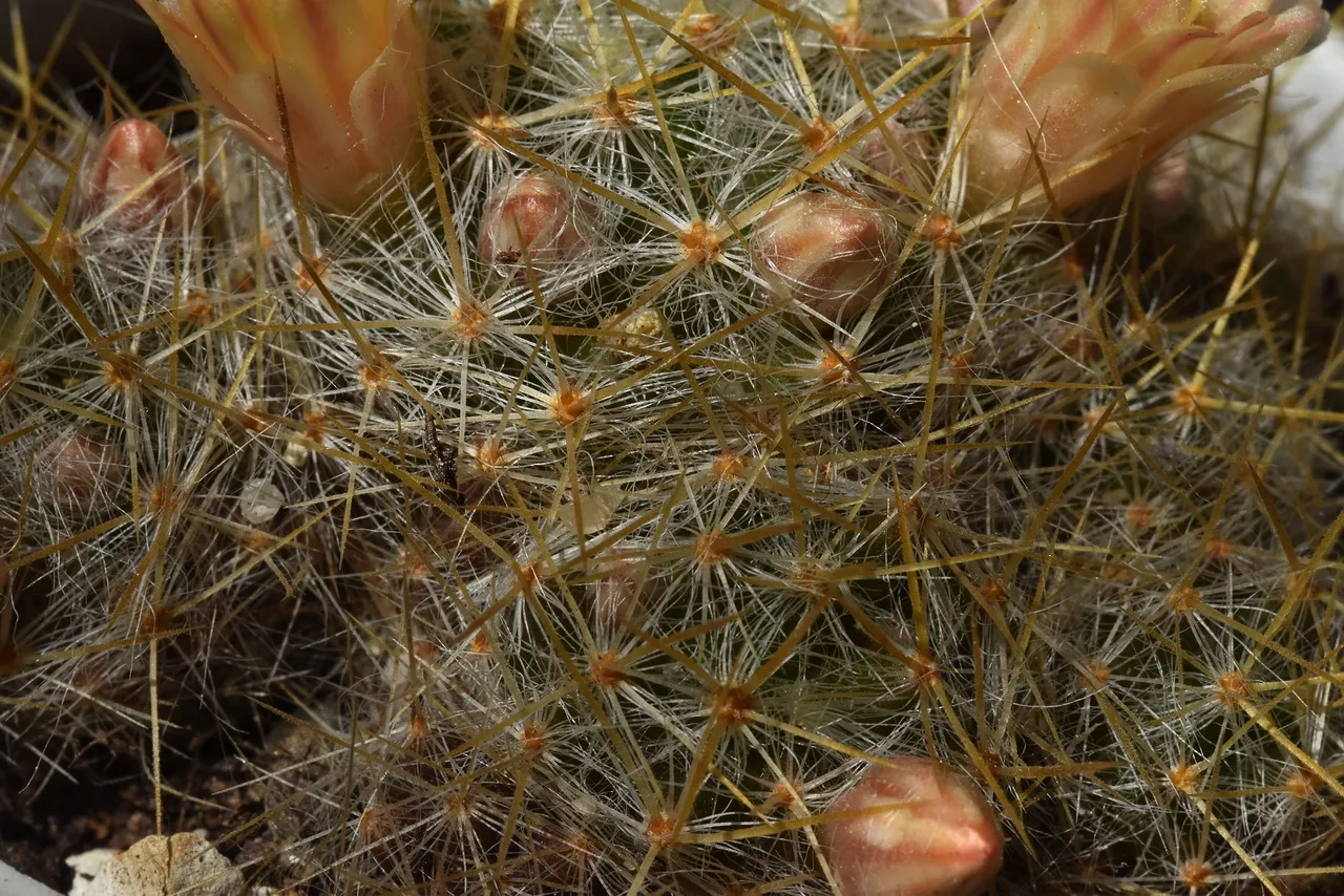 Mammillaria prolifera buds 1.jpg
