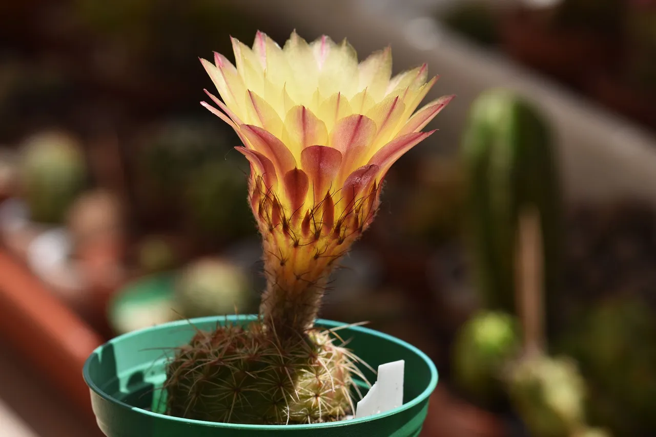Notocactus Rubrigemmatus flower 2021 9.jpg