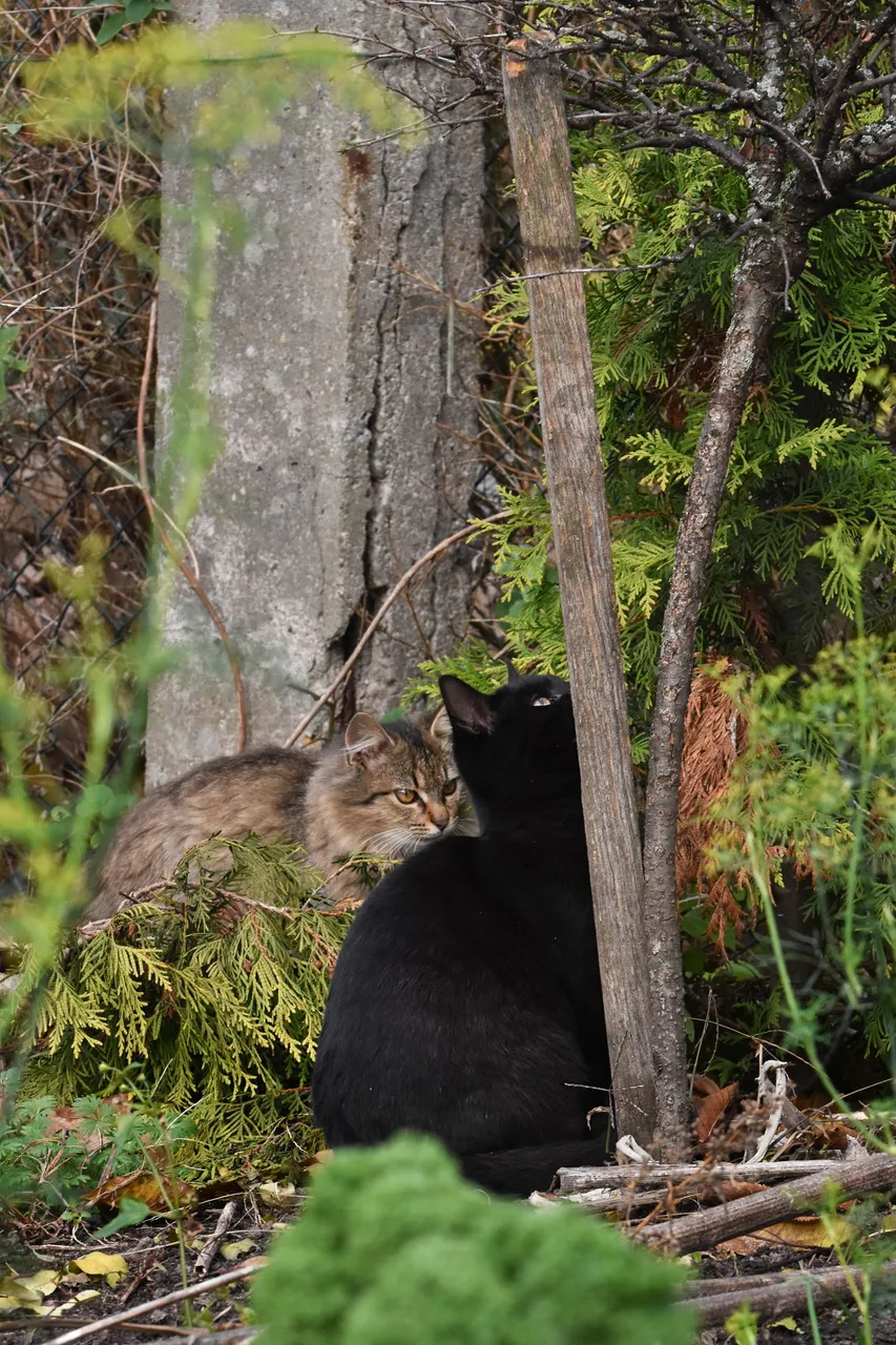kitty pole 7.jpg