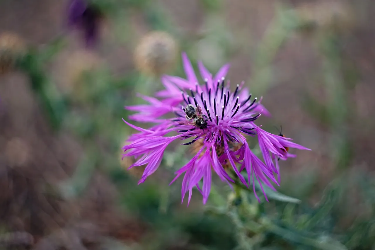 thistle bee helios bokeh 3.jpg