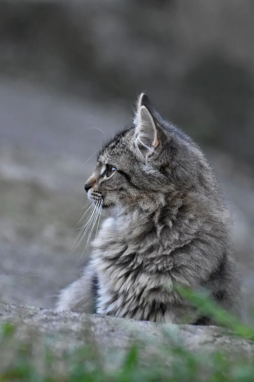 Fluffy tabby pl 5.jpg