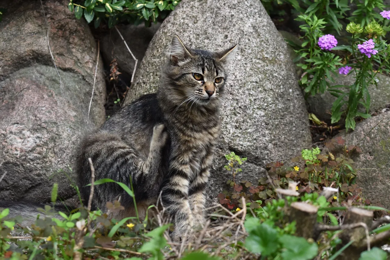 kitty garden pl 1.jpg