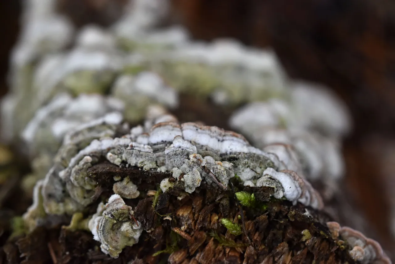 mushrooms stump pl 5.jpg