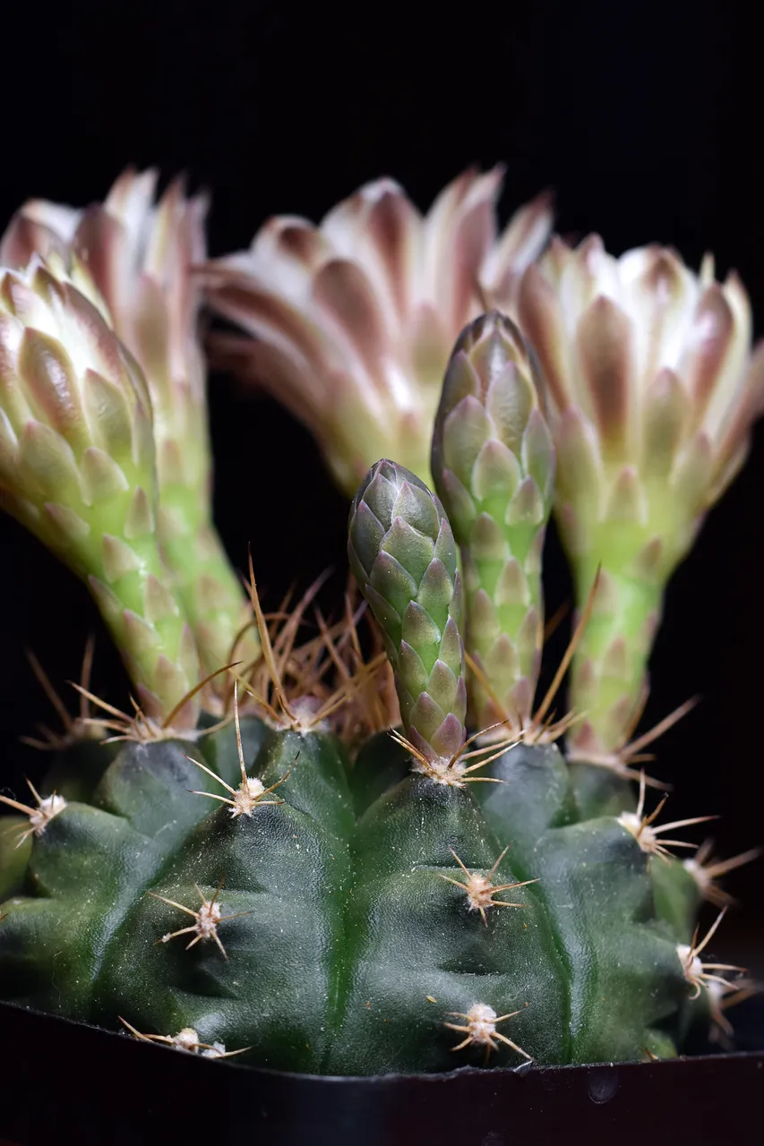 Gymnocalycium white flower 2025 5.jpg