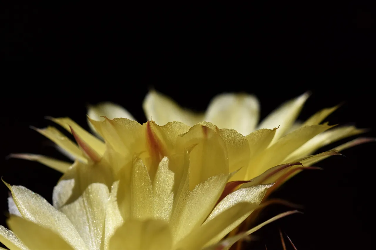 Yellow lobivia no ID thorns 2.jpg
