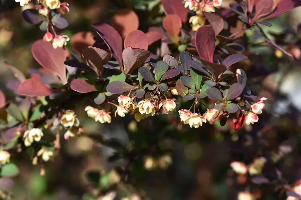 barberry blooms 1.jpg