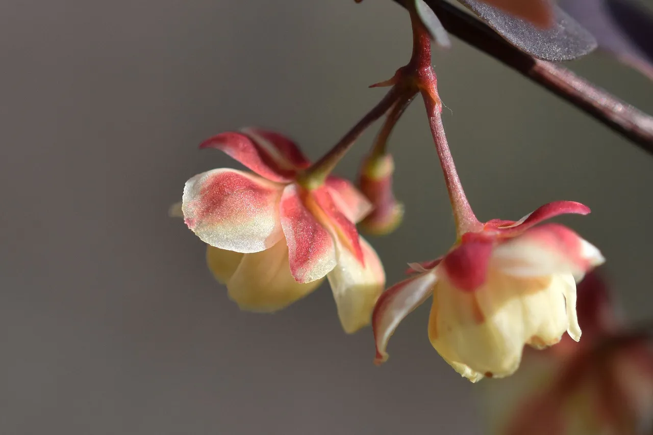 barberry blooms 4.jpg