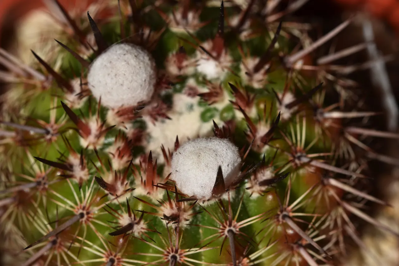 Notocactus mueller-melchersii buds 2021 5.jpg