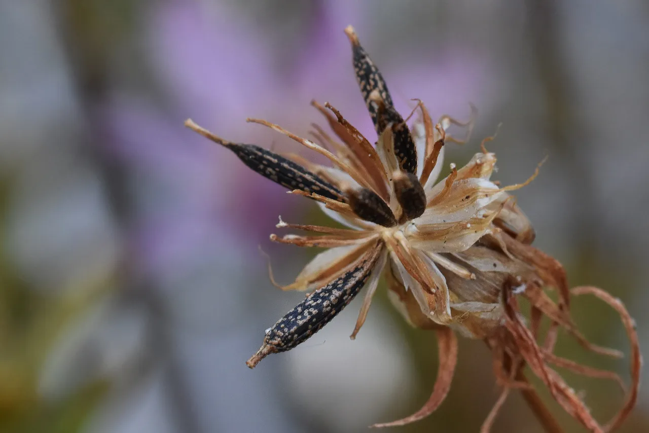 Cosmos seeds 3.jpg