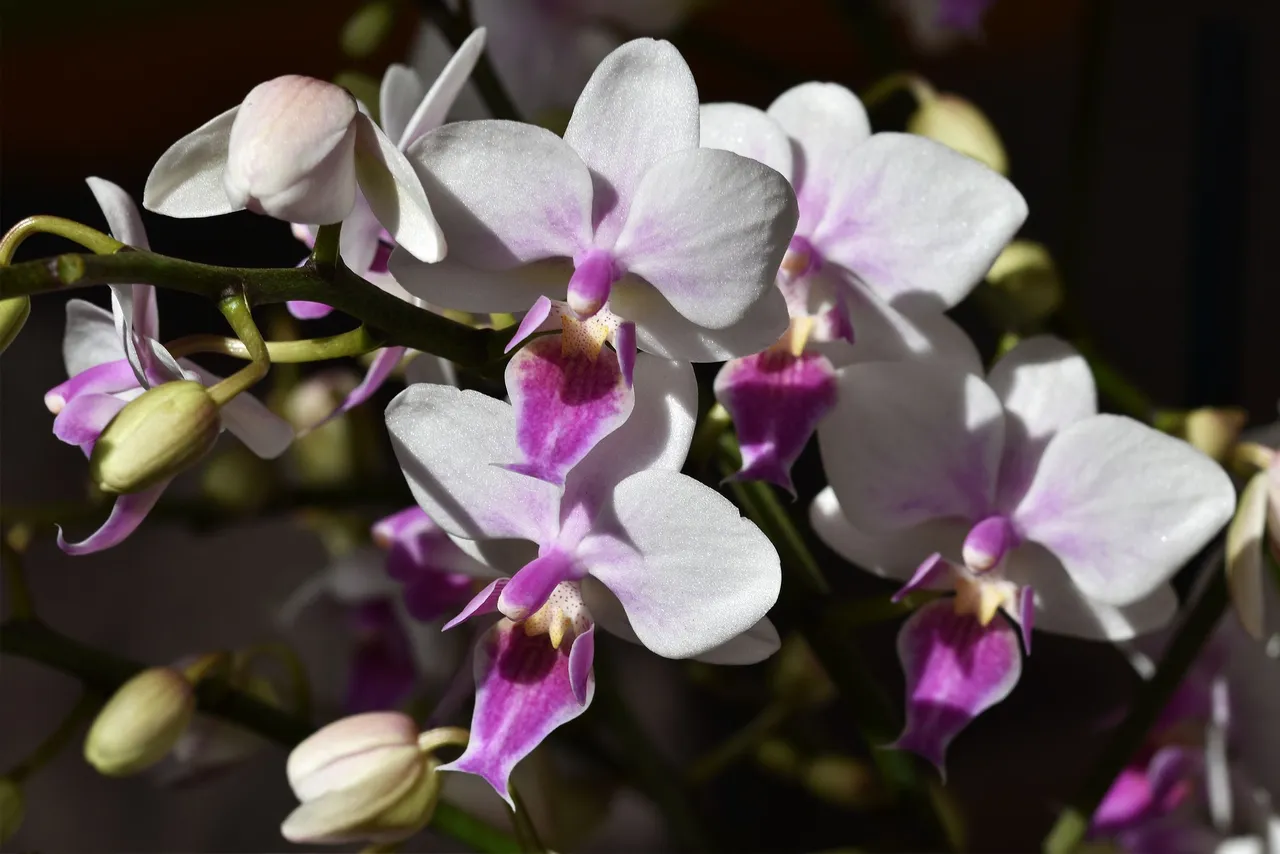 Phalaenopsis Sogo Twilight Rainbow 7.jpg