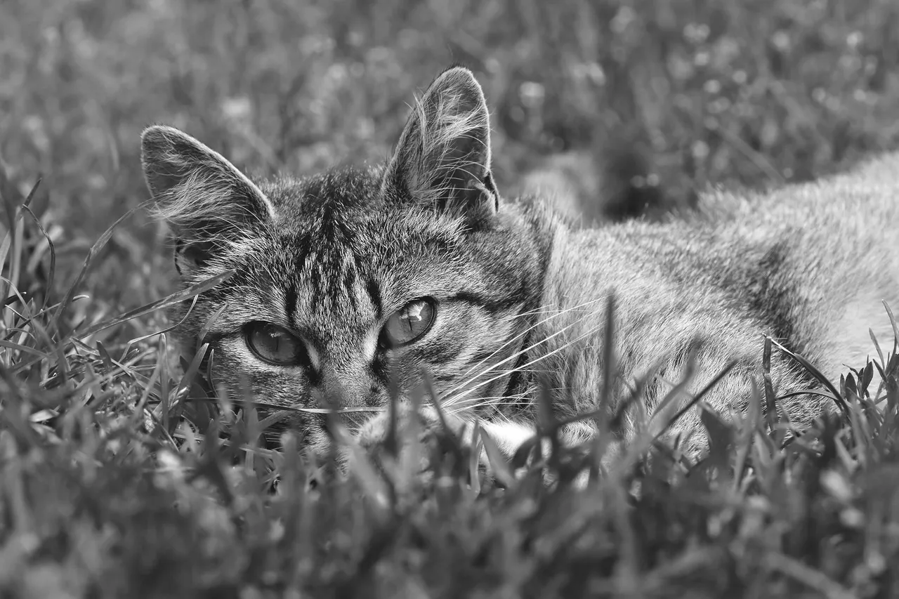 tabby kitty grass 2.jpg