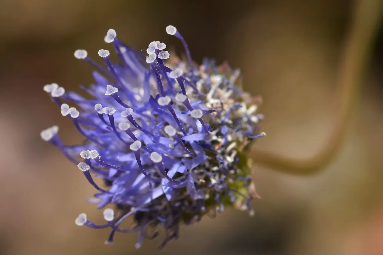 Jasione montana blue wildflower 4.jpg