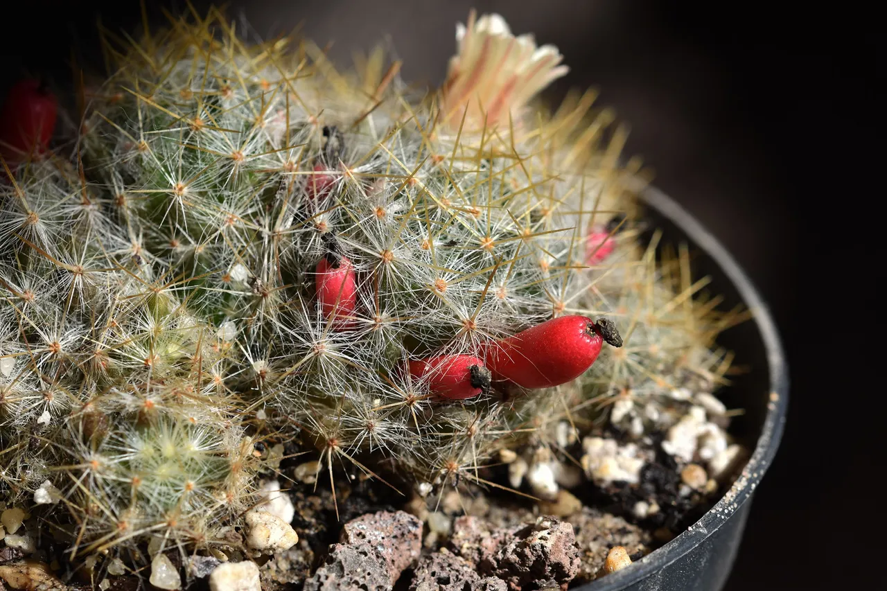 Mammillaria prolifera berries 8.jpg