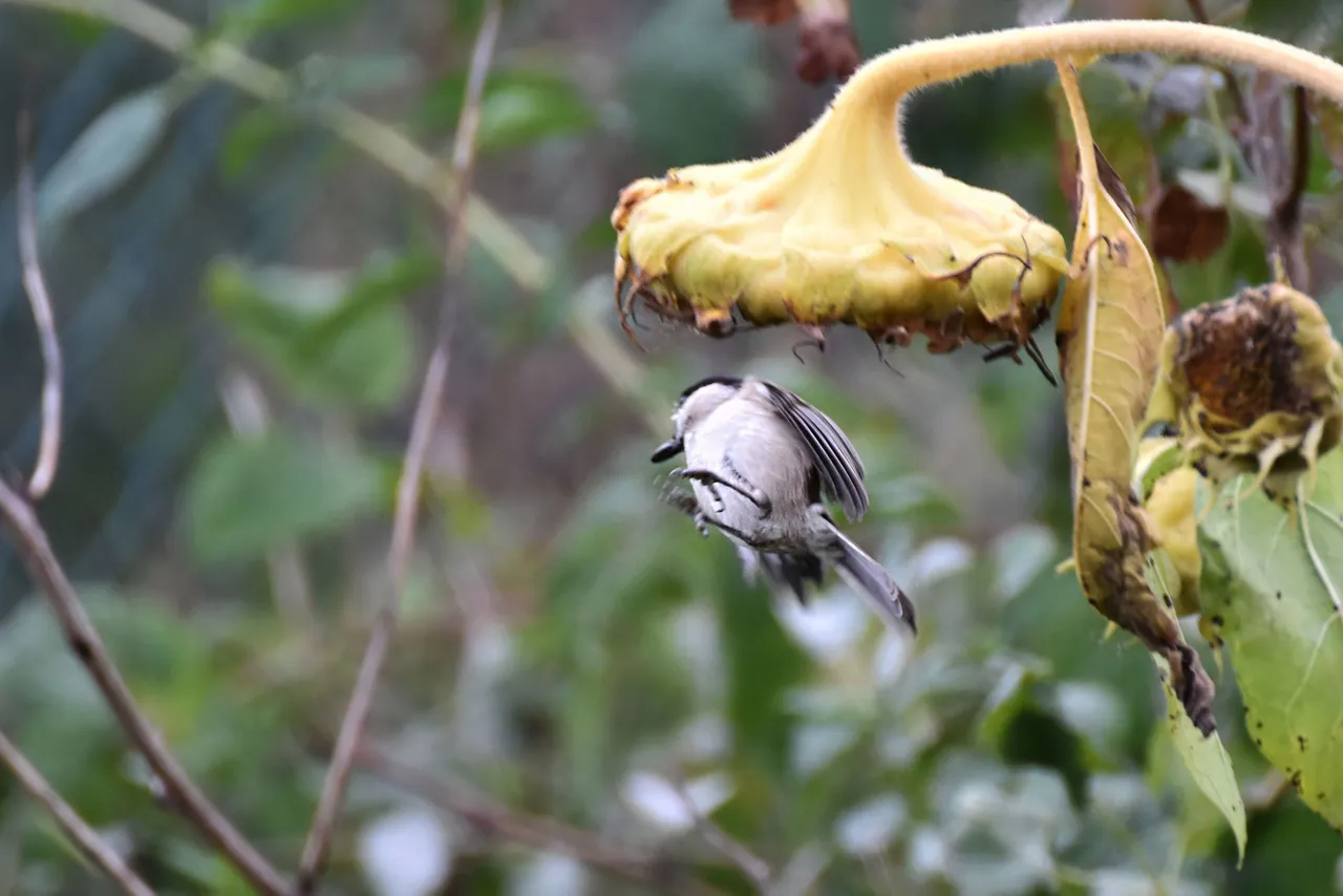 Marsh Tit pl 11.jpg