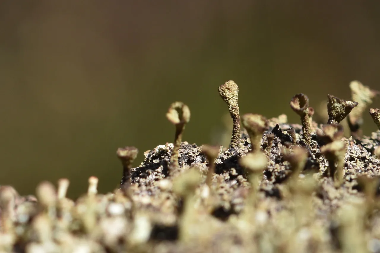 lichen pixie cup cladonia 1.jpg