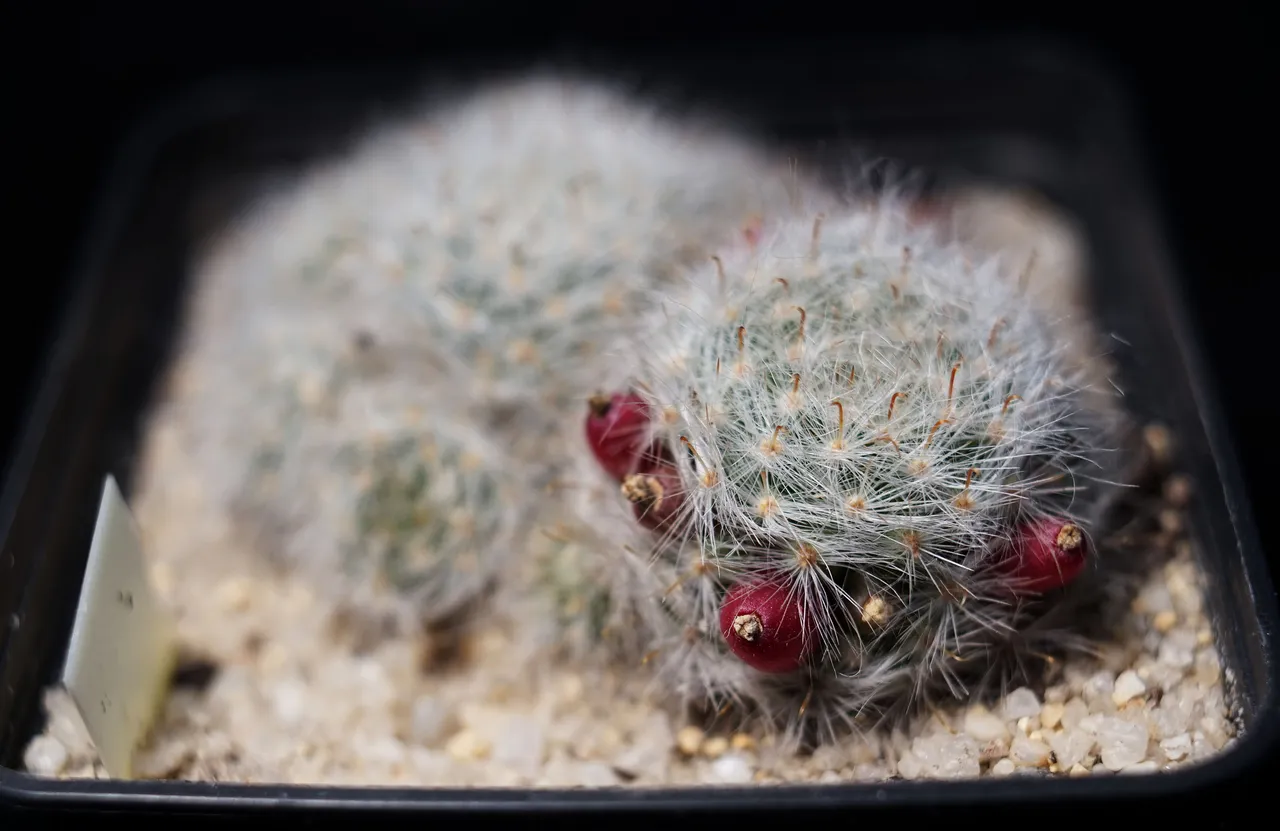 Mammillaria glassii fruits seeds 1.jpg