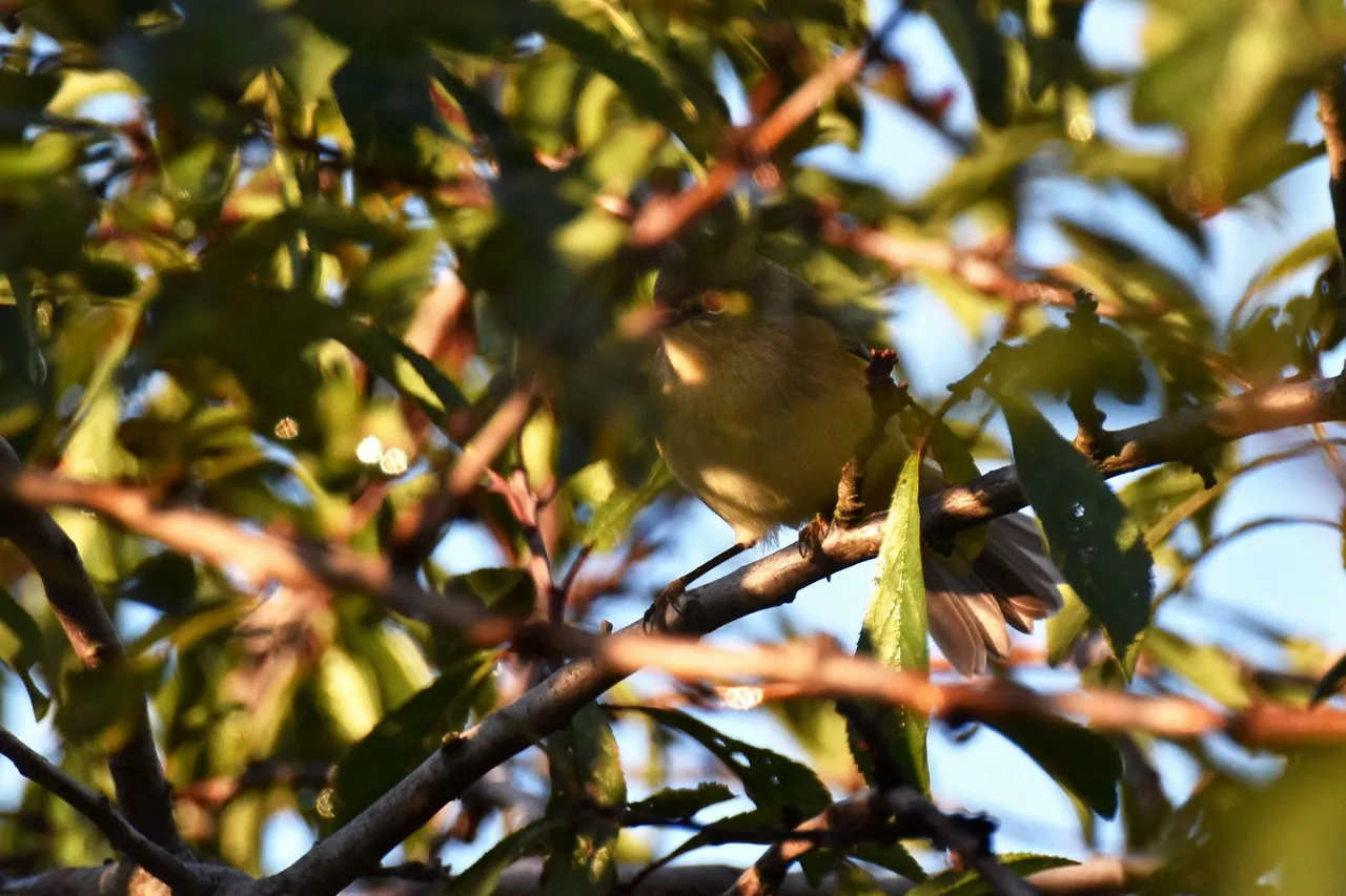 Common chiffchaff birds pl 2.jpg
