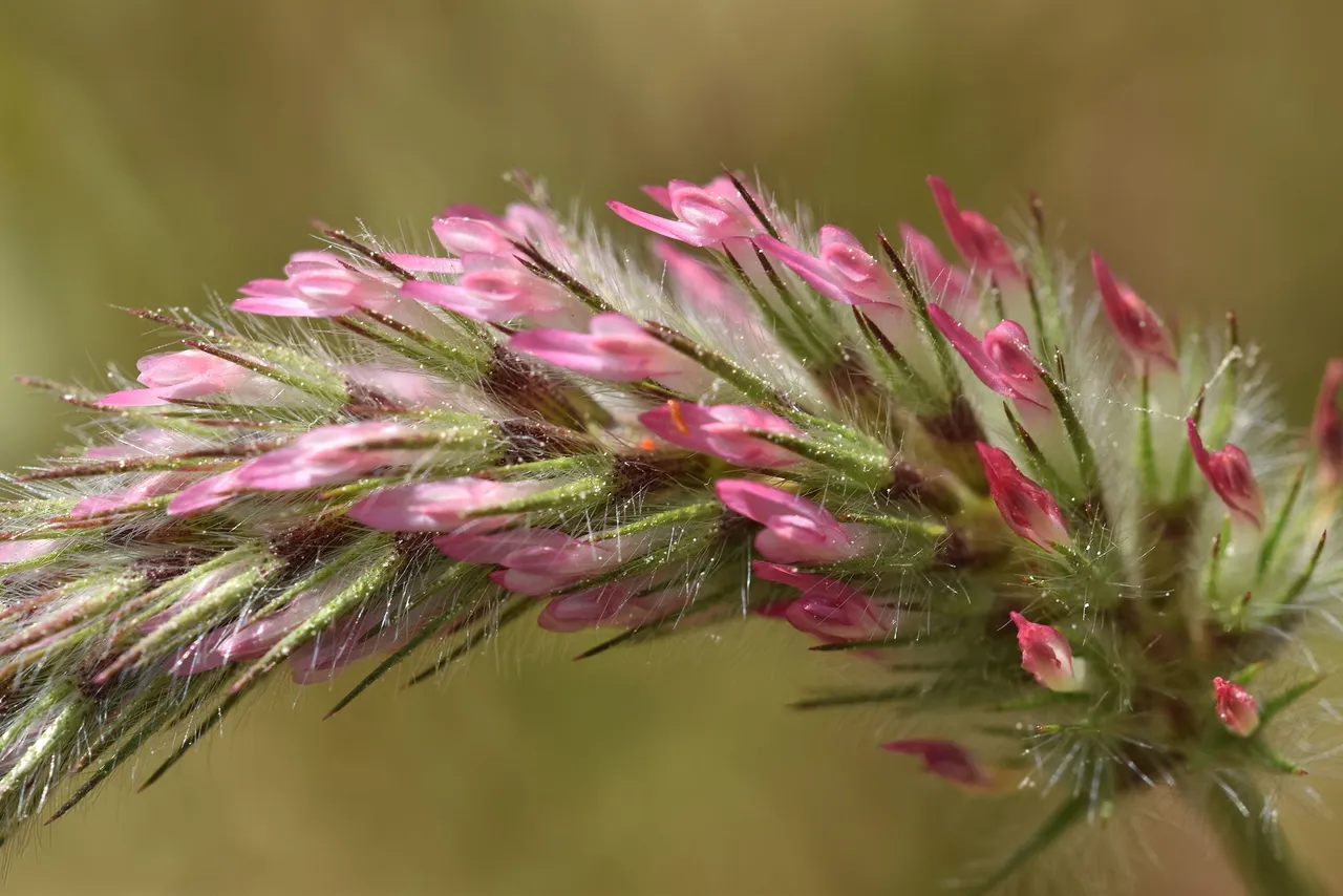Trifolium angustifolium clover 8.jpg