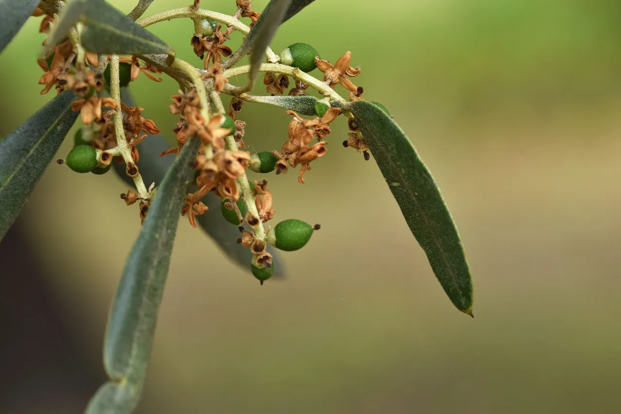 young olives 1.jpg