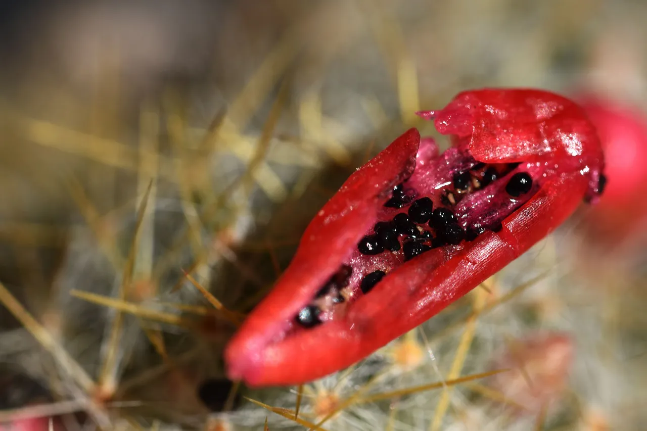 Mammillaria prolifera berries 7.jpg
