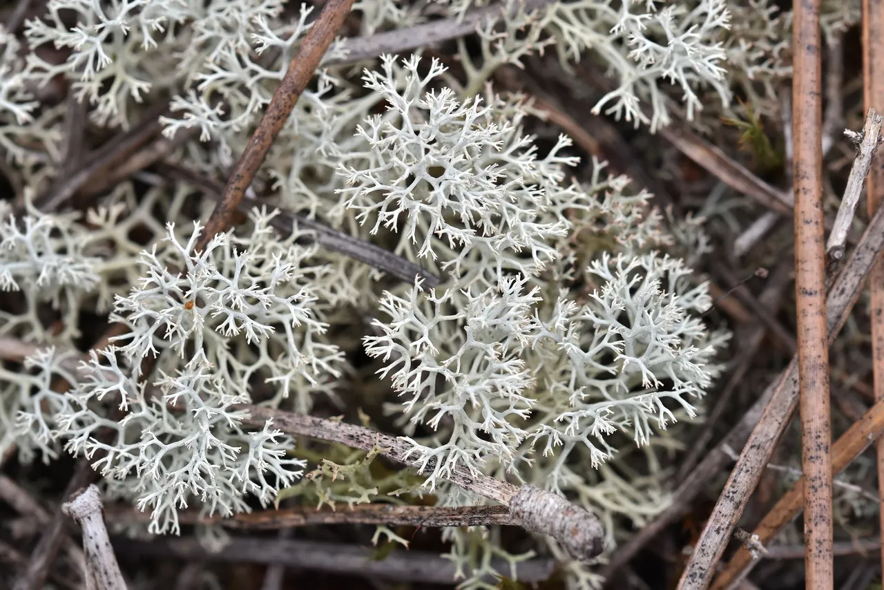 Cladonia rangiferina lichen 1.jpg