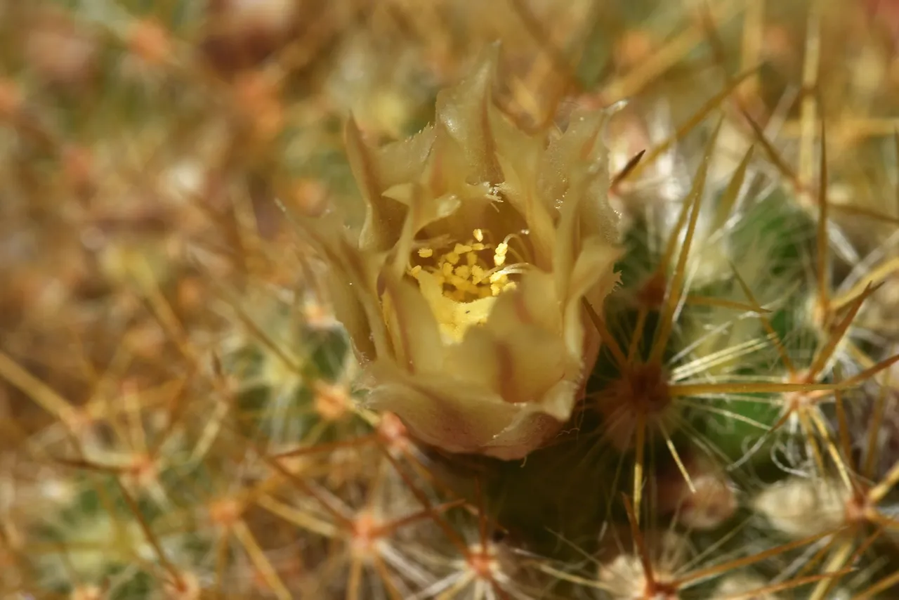 Green mammillaria prolifera 2021 3.jpg