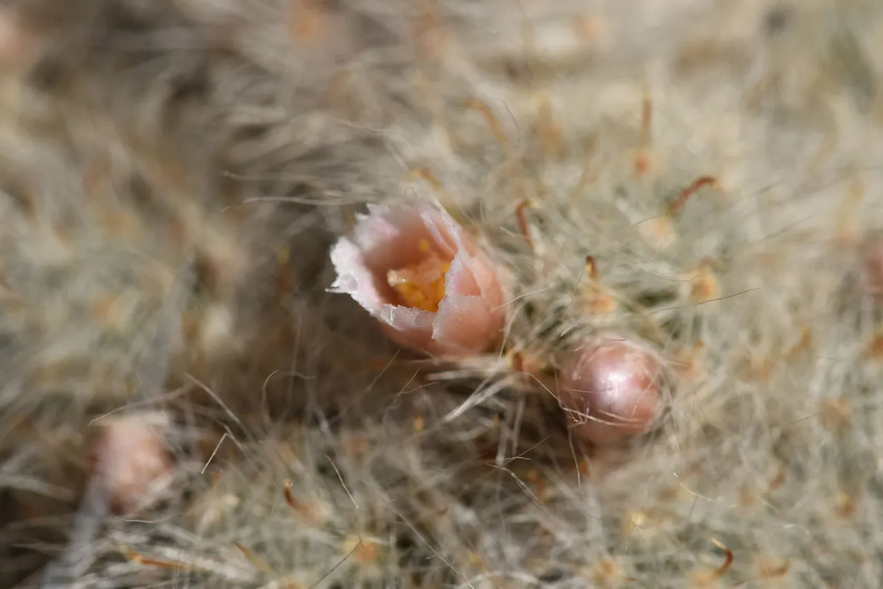 Mammillaria Glassii flowers 2021 8.jpg