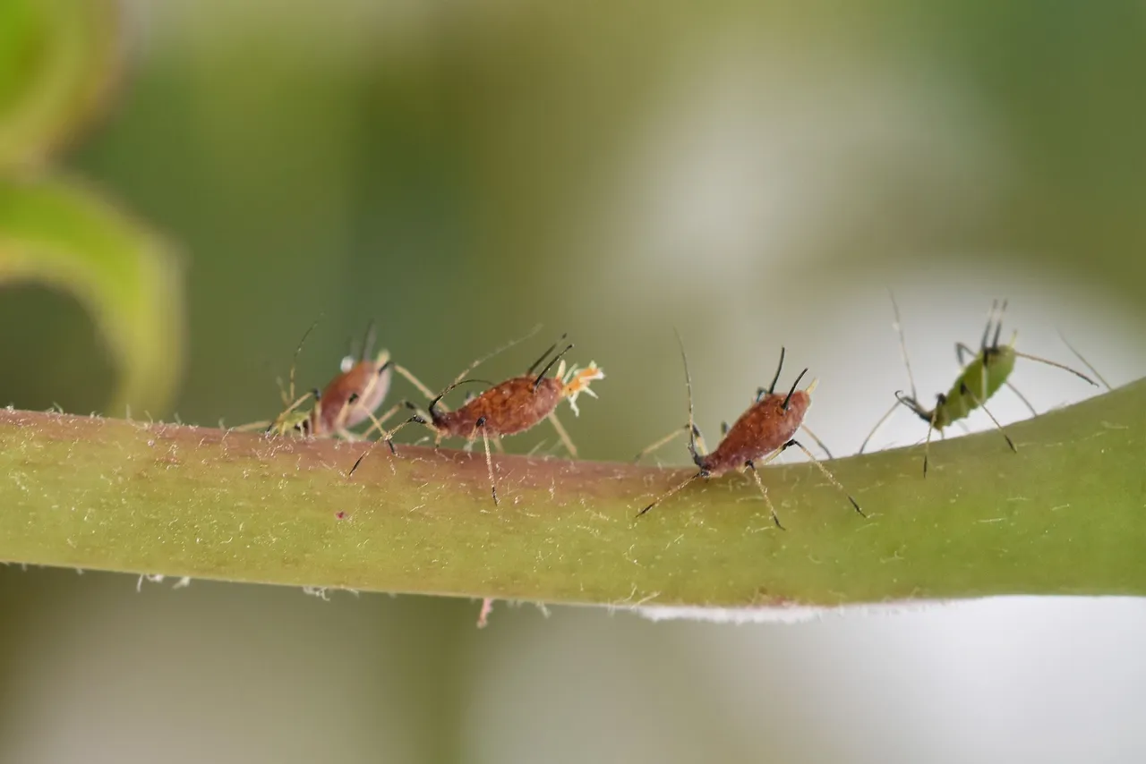 Aphid colony rose 10.jpg