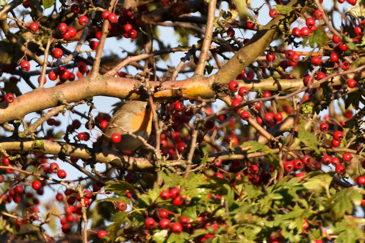 Robin Hawthorn tree pl 5.jpg