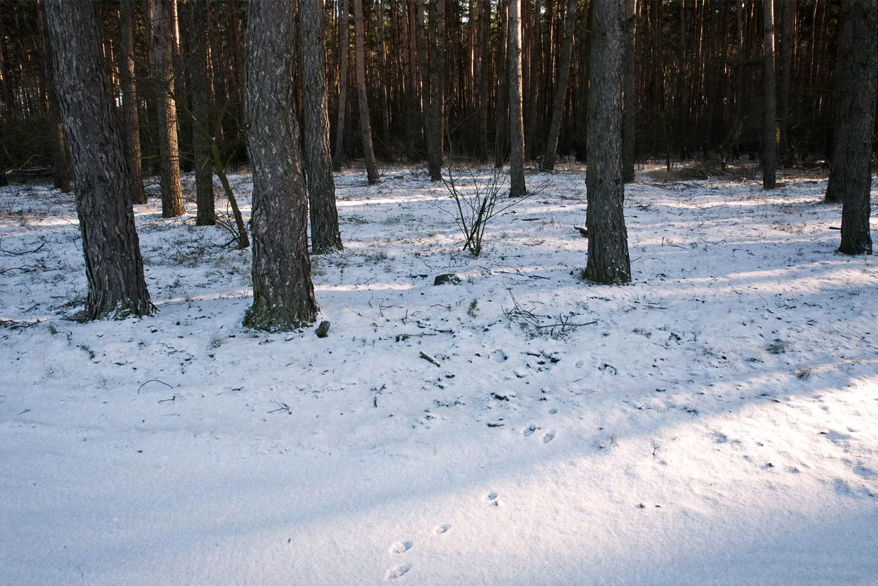 Glinianki winter walk 3.jpg