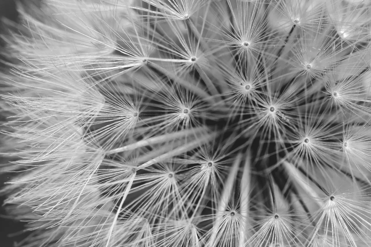 dandelion fluffy seeds macro bw 3.jpg