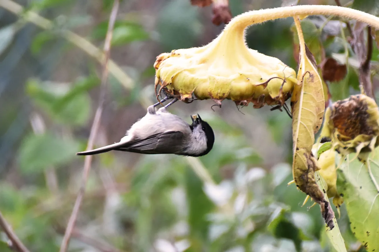 Marsh Tit pl 3.jpg