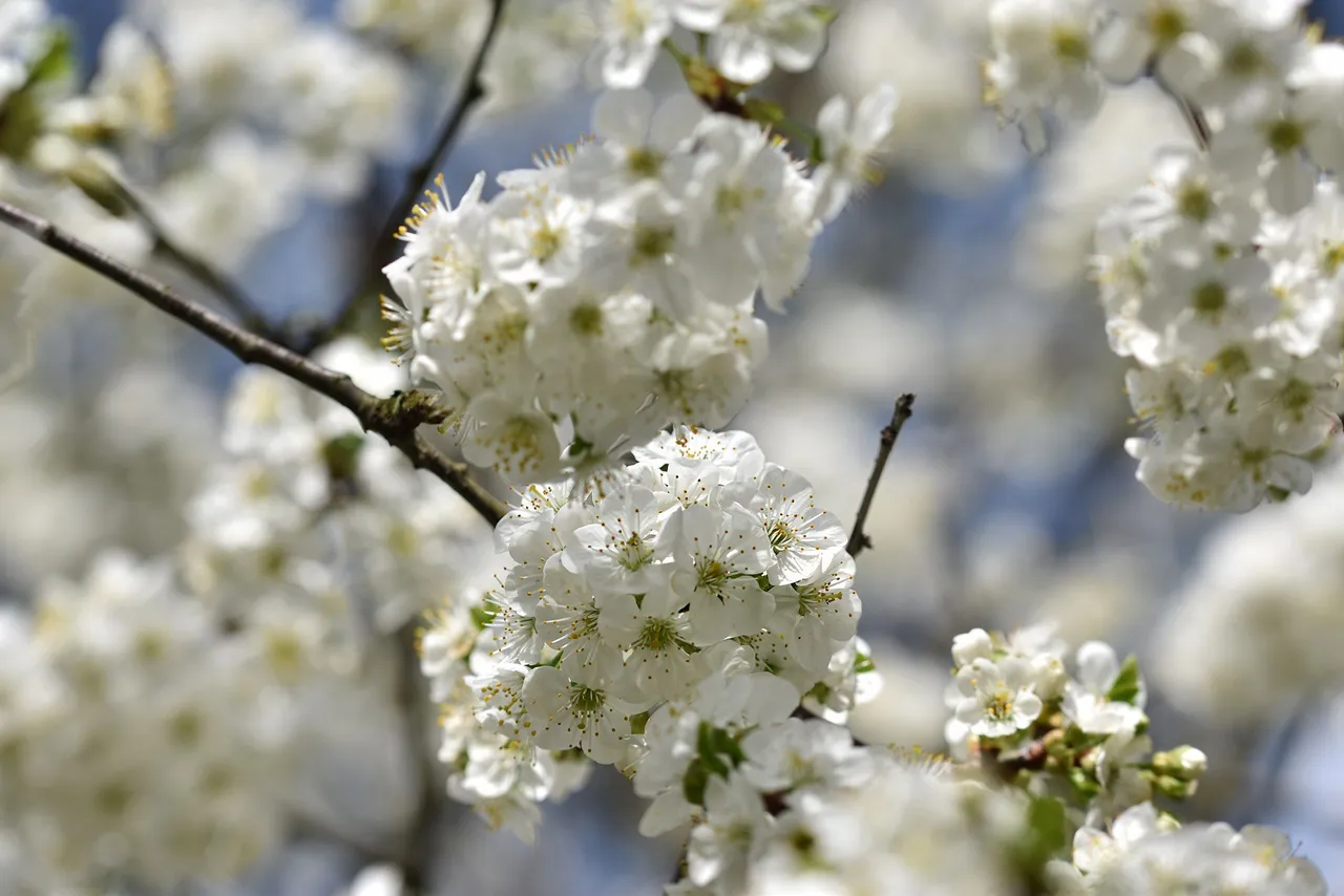 cherry blossoms pl 9.jpg