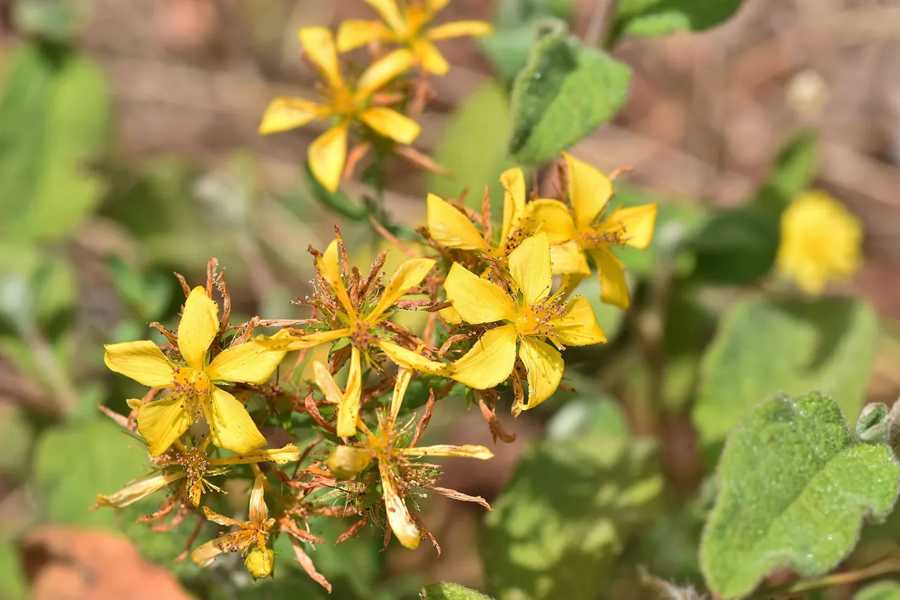 Hypericum perforatum yellow wildflower 2.jpg