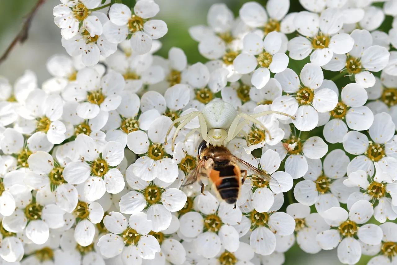 crab spider bee pl 1.jpg