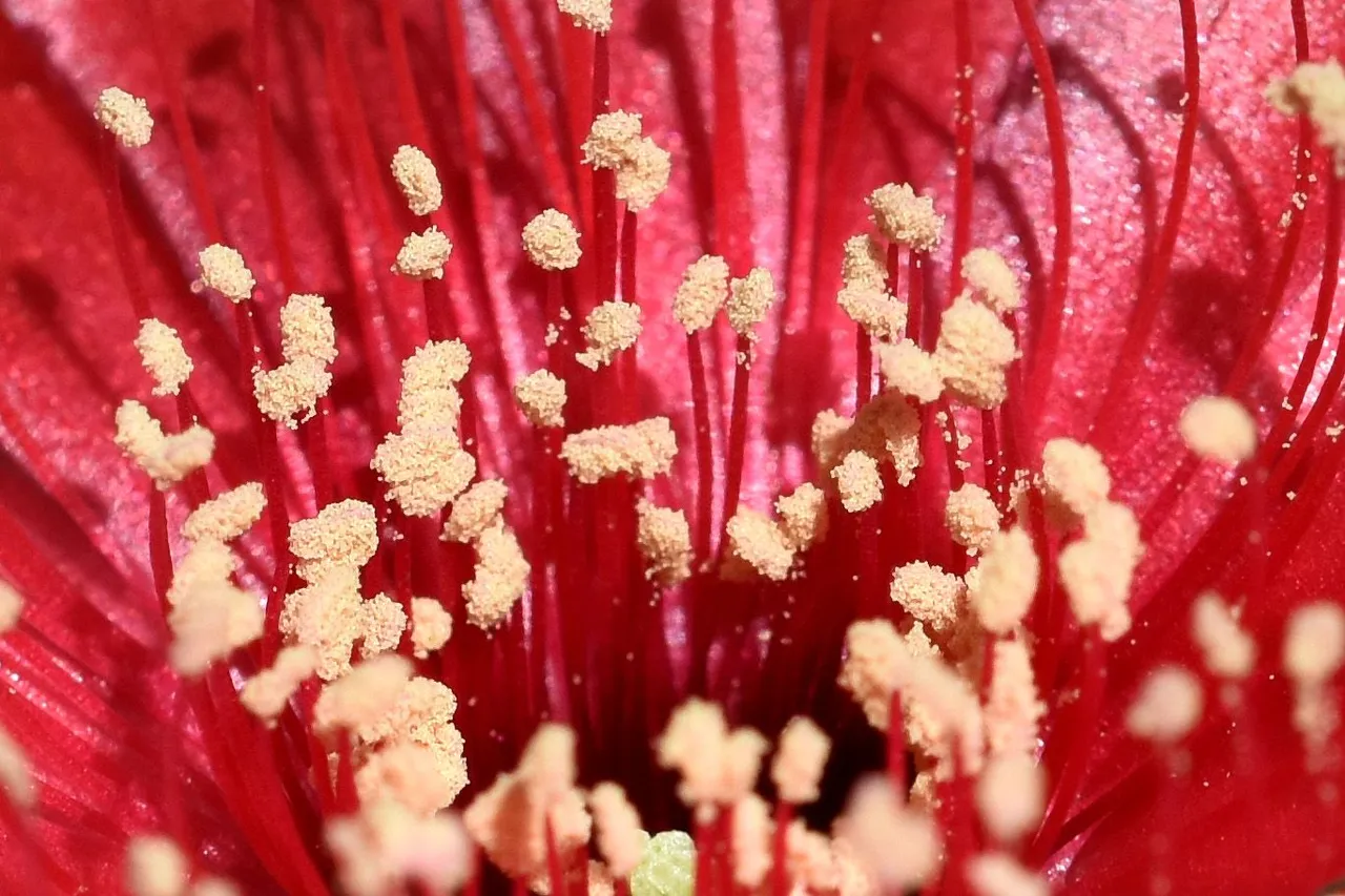 Lobivia arachnacantha adrijana 2021 2.jpg