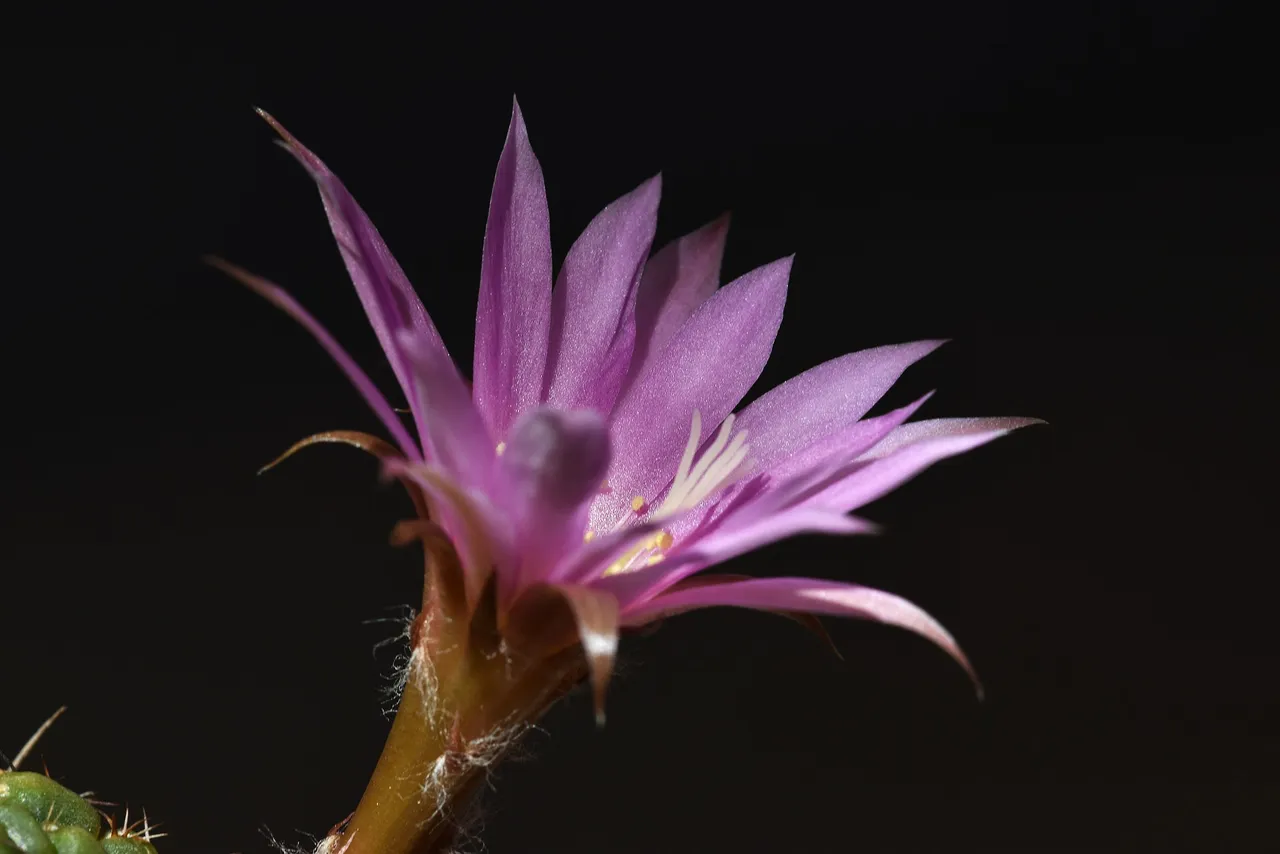 Lobivia Wrightiana flower 2021 6.jpg