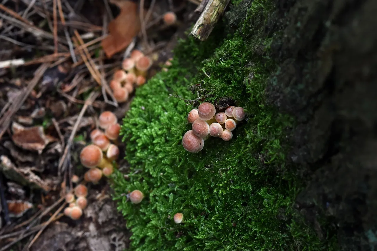 Sulphur Tuft small mushrooms pl 12.jpg