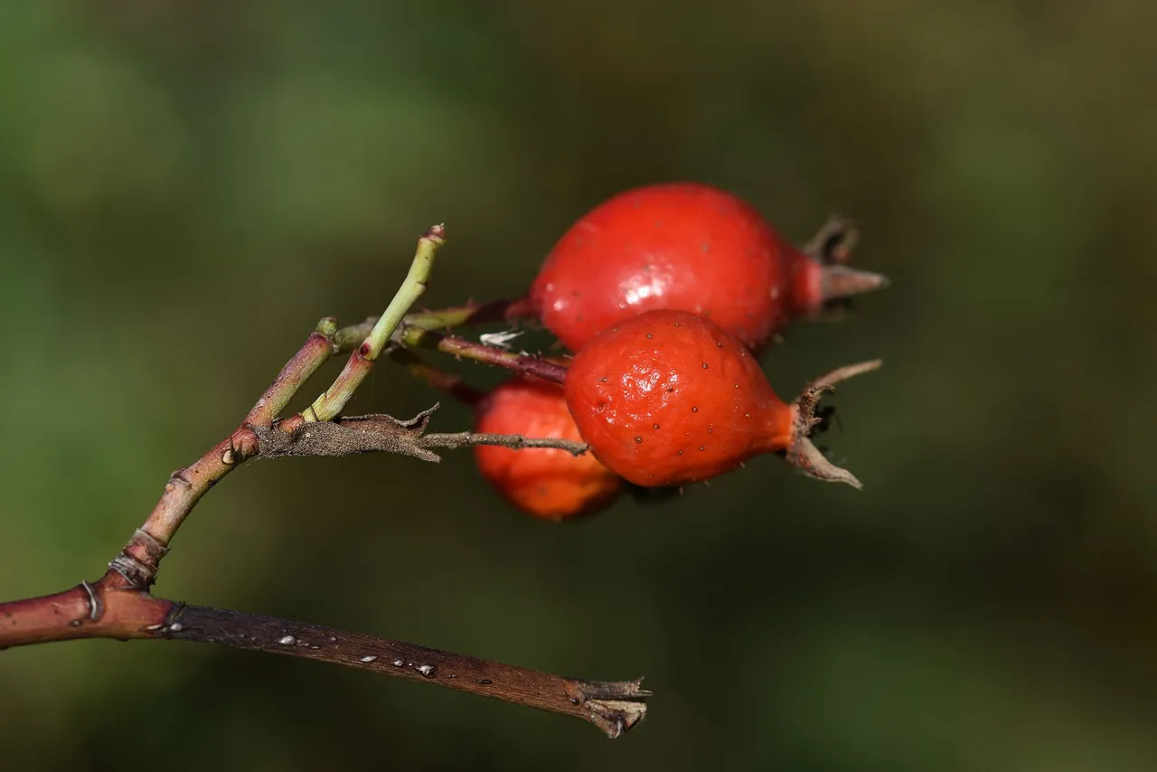 rosehip bush pl 7.jpg