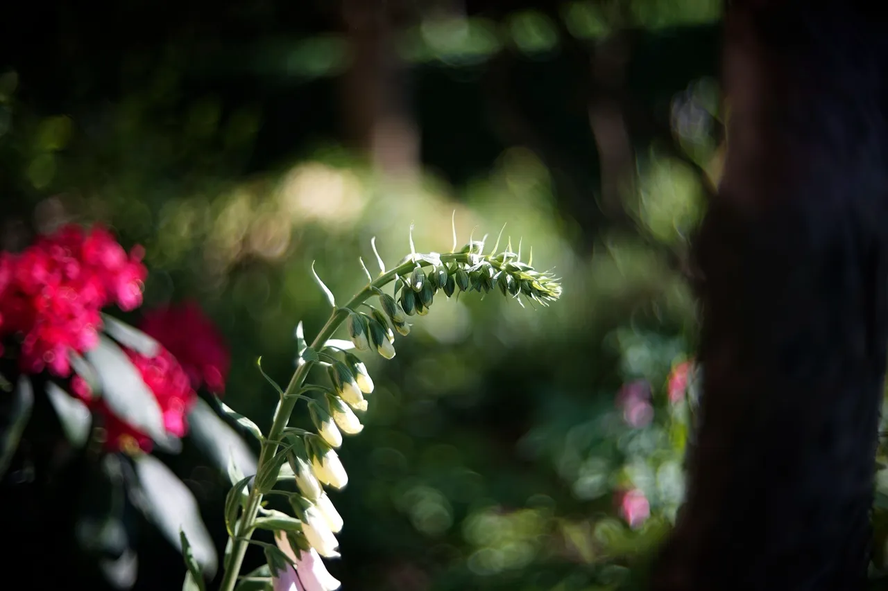 foxglove biotar 50 pl 1.jpg