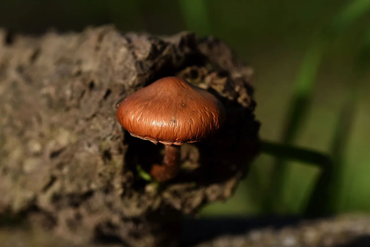 Orange mushroom cork tree 1.jpg