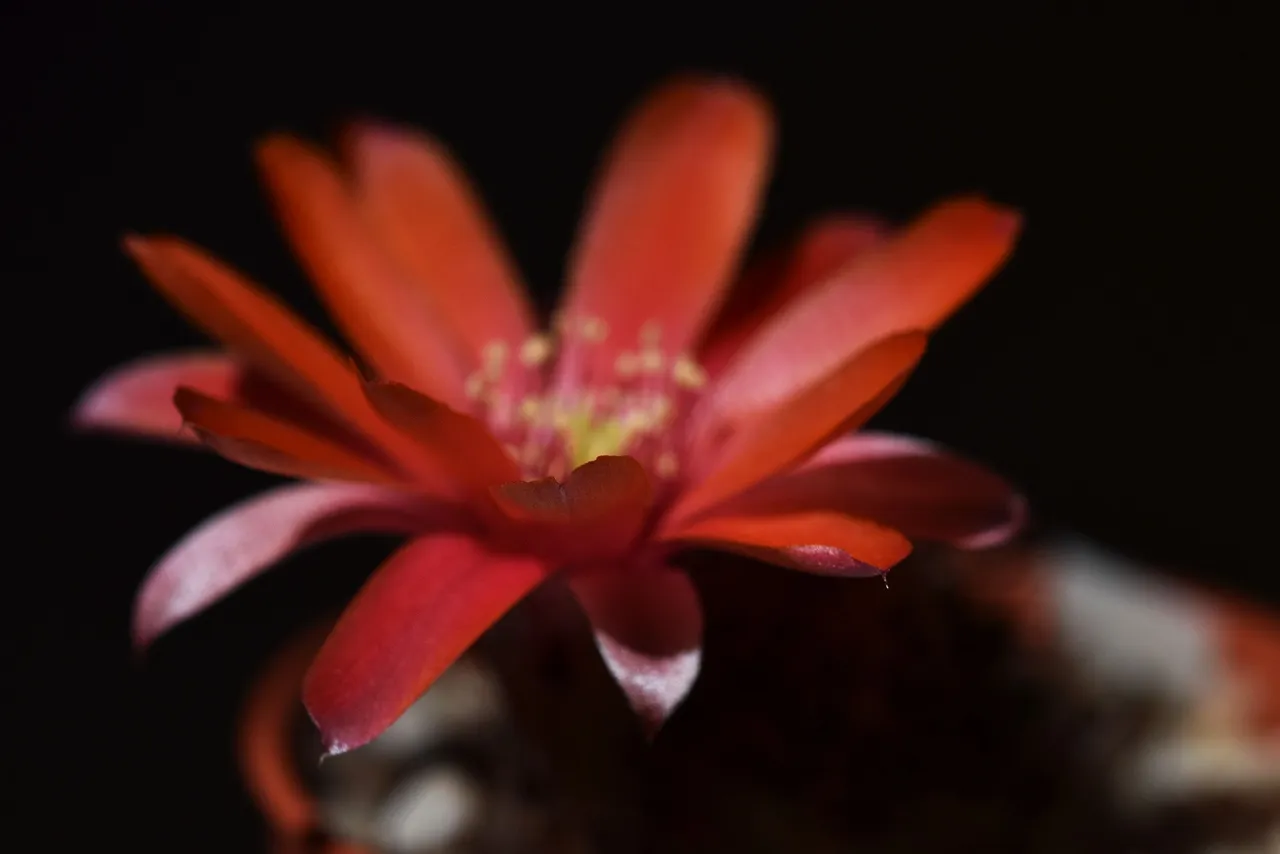 Mediolobivia atrovirens var. ritteri 2021 7.jpg