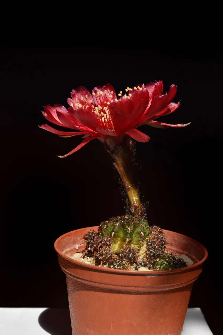 Lobivia arachnacantha adrijana 2021 14.jpg