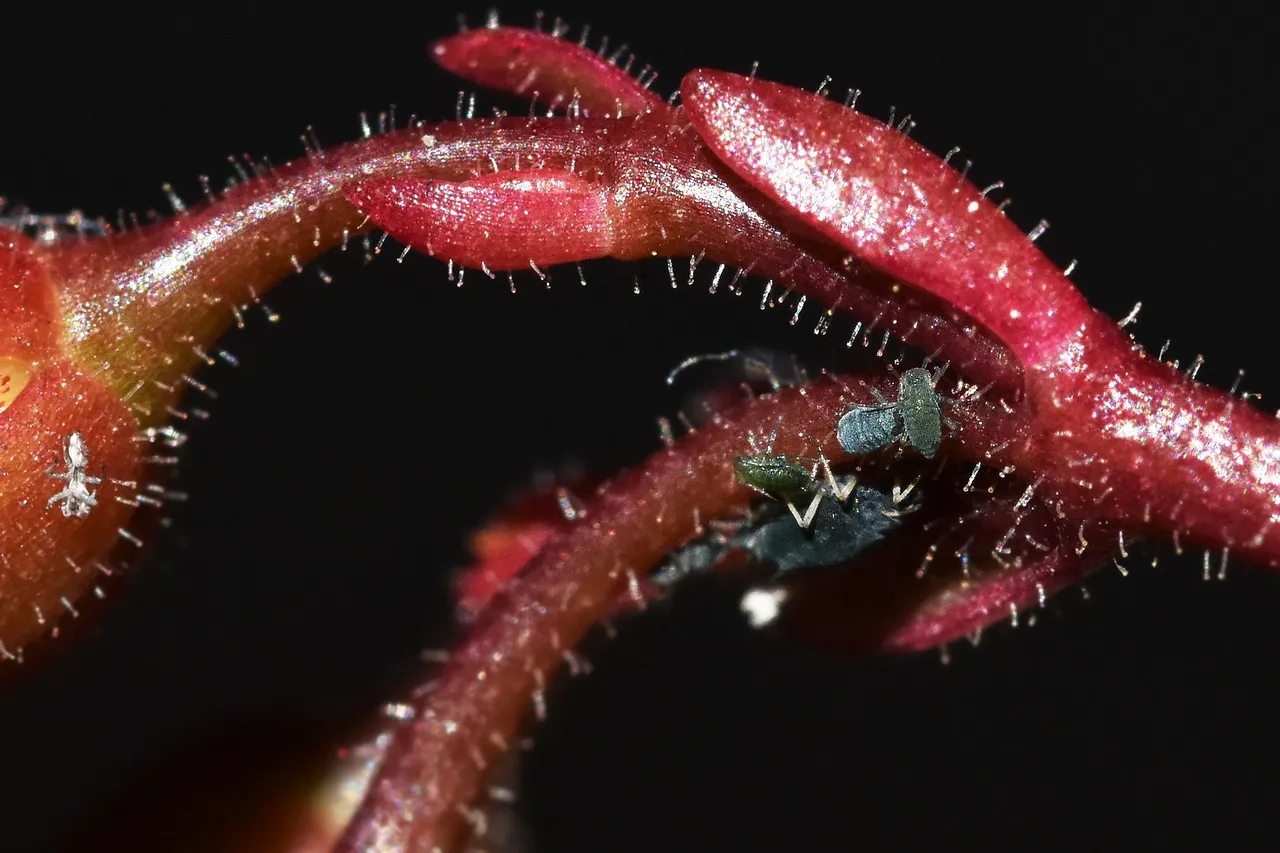 Kalanchoe manginii flowers 2022 aphids 2.jpg